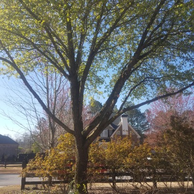 Super Tree Pruning Pruned the interior branches to improve tree health.